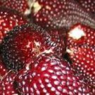 8 Pcs Heirloom Red Popping Corn strawberry corn