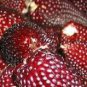 8 Pcs Heirloom Red Popping Corn strawberry corn