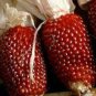8 Pcs Heirloom Red Popping Corn strawberry corn