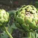 4 Pcs Green Globe Italian Artichoke