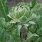 4 Pcs Green Globe Italian Artichoke