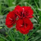 50 Pcs Scarlet Red Carnation Flowers