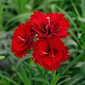 50 Pcs Scarlet Red Carnation Flowers