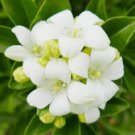 5 Pcs New Murraya Paniculata Orange Jessamine Evergreen Plant 5 Pcs New Murraya Paniculata Orange Jessamine Evergreen Plant