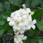 5 Pcs New Murraya Paniculata Orange Jessamine Evergreen Plant