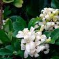 5 Pcs New Murraya Paniculata Orange Jessamine Evergreen Plant