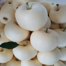 10 Pcs High yield Big White Sweet Apple