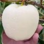 10 Pcs High yield Big White Sweet Apple