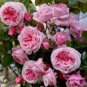 50 Pcs 'Qiao San' Big Pink Turbine-like Climbing Rose Plant