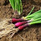 30 Pcs Spring Onion with Red Beard Seeds