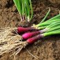 30 Pcs Spring Onion with Red Beard Seeds