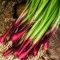 30 Pcs Spring Onion with Red Beard Seeds