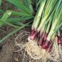 30 Pcs Spring Onion with Red Beard Seeds