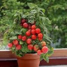 30 Pcs Heirloom Tiny Tim Dwarf Tomato Bonsai Fruits