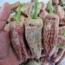 5 Pcs Farmers Jalapeno Pepper Seeds
