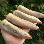 5 Pcs Farmers Jalapeno Pepper Seeds