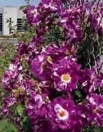 50 Pcs Purple Splash Climbing Rose Shrub