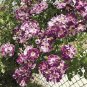 50 Pcs Purple Splash Climbing Rose Shrub