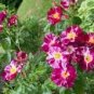 50 Pcs Purple Splash Climbing Rose Shrub