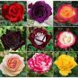 50 Pcs Rare Mixed 12 Types Heirloom Rose Shrub Flowers
