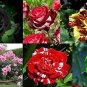 50 Pcs Rare Mixed 12 Types Heirloom Rose Shrub Flowers