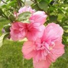 50 Pcs Big Pink Double-petalled Rose Tree