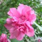 50 Pcs Big Pink Double-petalled Rose Tree