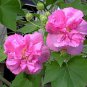 50 Pcs Big Pink Double-petalled Rose Tree