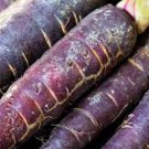 100 Pcs Afghan Purple Carrot Superfood Amazing Colour High Yielding Vegetables 100 Pcs Afghan Purple Carrot Superfood Amazing Colour High Yielding Vegetables