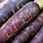 100 Pcs Afghan Purple Carrot Superfood Amazing Colour High Yielding Vegetables