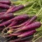 100 Pcs Afghan Purple Carrot Superfood Amazing Colour High Yielding Vegetables