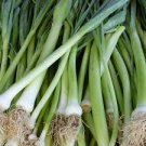 30 Pcs Spring Onion with White root Vegetables