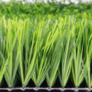 100 Pcs Football Grass evergreen grass