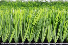 100 Pcs Football Grass evergreen grass