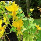 5 Pcs Yellow Canary Creeper Nasturtium bright yellow orchid-like 5 Pcs Yellow Canary Creeper Nasturtium bright yellow orchid-like