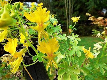 5 Pcs Yellow Canary Creeper Nasturtium bright yellow orchid-like