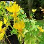 5 Pcs Yellow Canary Creeper Nasturtium bright yellow orchid-like