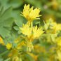 5 Pcs Yellow Canary Creeper Nasturtium bright yellow orchid-like