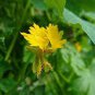 5 Pcs Yellow Canary Creeper Nasturtium bright yellow orchid-like