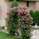 50 Pcs Taiwai Purple Climbing Rose Big Blooming Flowers