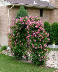 50 Pcs Taiwai Purple Climbing Rose Big Blooming Flowers