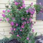 50 Pcs Taiwai Purple Climbing Rose Big Blooming Flowers