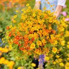 100 Pcs Tagetes tenuifolia Signet Marigold Gem Mixed