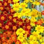 100 Pcs Tagetes tenuifolia Signet Marigold Gem Mixed