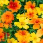 100 Pcs Tagetes tenuifolia Signet Marigold Gem Mixed