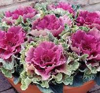 30 Pcs Kale Ornamental Brassica Oleracea Collard Winter Flowers