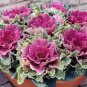 30 Pcs Kale Ornamental Brassica Oleracea Collard Winter Flowers
