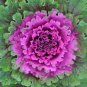 30 Pcs Kale Ornamental Brassica Oleracea Collard Winter Flowers