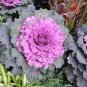 30 Pcs Kale Ornamental Brassica Oleracea Collard Winter Flowers