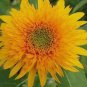 15 Pcs Golden Father-sun Sunflower Seeds